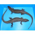 画像4: ニシオニプレートトカゲ（ＸＸＬ） (4)