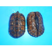 クサガメ（ポシブルヘテロ“パステルアルビノ”）