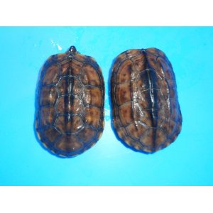 クサガメ（ポシブルヘテロ“パステルアルビノ”）