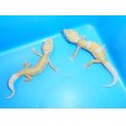 画像2: ヒョウモントカゲモドキ（アルビノ） (2)