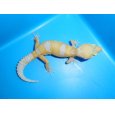 画像1: ヒョウモントカゲモドキ（アルビノ） (1)