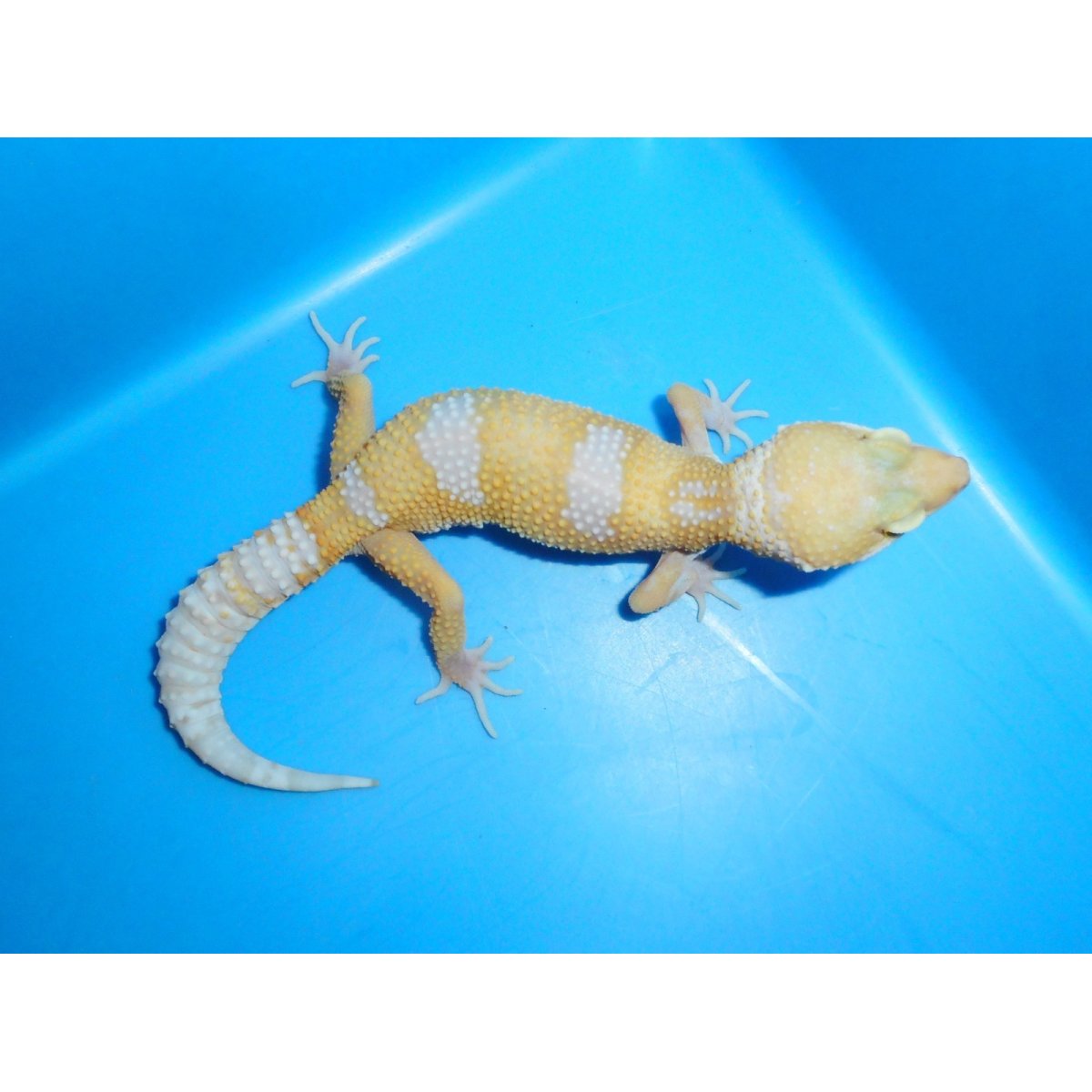画像1: ヒョウモントカゲモドキ（アルビノ）