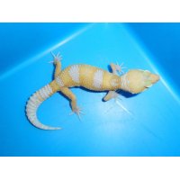 ヒョウモントカゲモドキ（アルビノ）