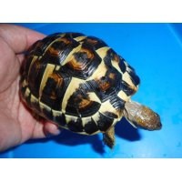 ニシヘルマンリクガメ（メス）