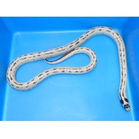 カリフォルニアキングヘビ（ハイホワイト）