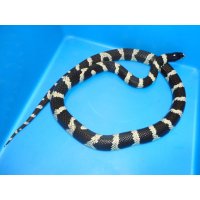 カリフォルニアキングヘビ（デザートバンデッド）