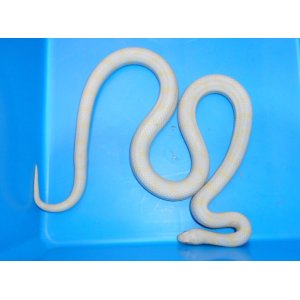 カリフォルニアキングヘビ（ラベンダー）