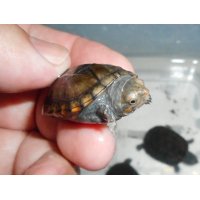 サソリドロガメ（S）