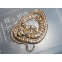 アオダイショウ（C.B.）