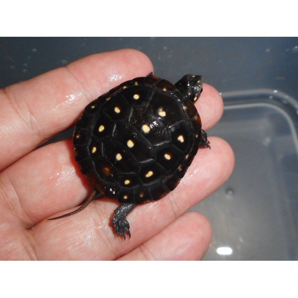 画像4: キボシイシガメ（S）