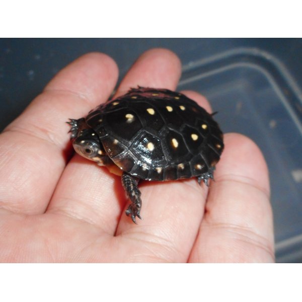 画像2: キボシイシガメ（S）