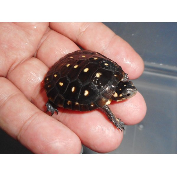 画像3: キボシイシガメ（S）