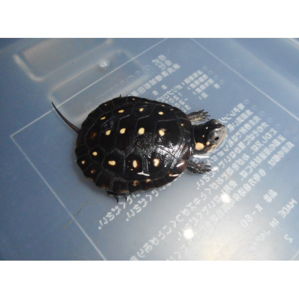 画像1: キボシイシガメ（S）