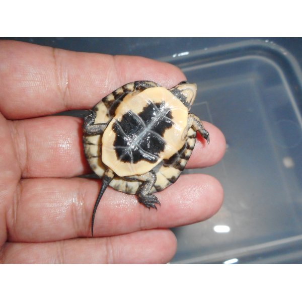 画像5: キボシイシガメ（S）