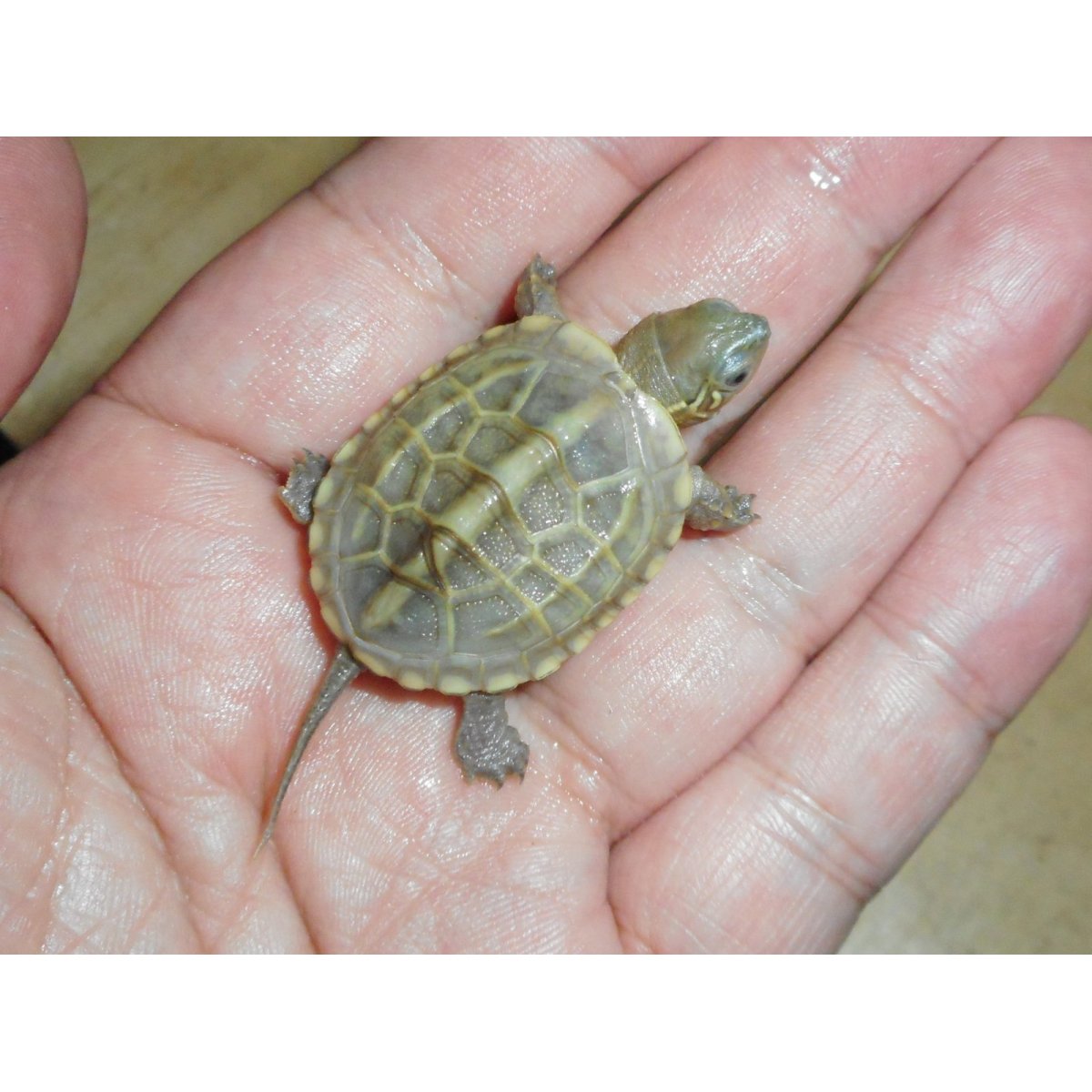 画像3: クサガメ（ハイポ）