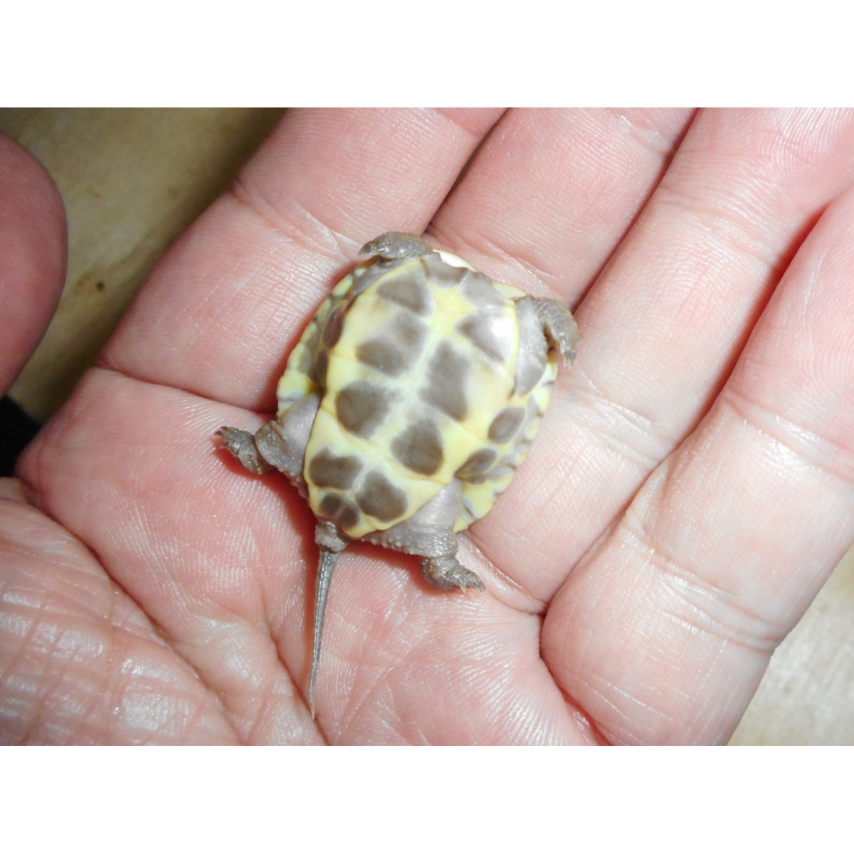 画像4: クサガメ（ハイポ）