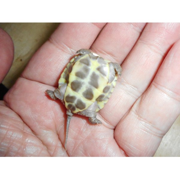 画像4: クサガメ（ハイポ）