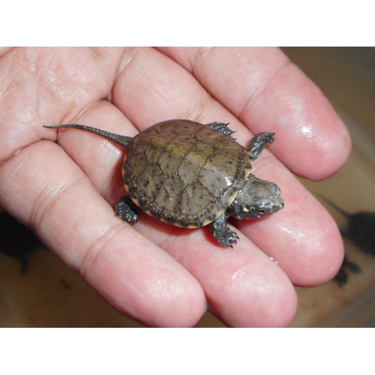 画像1: ヨーロッパヌマガメ（C.B.）