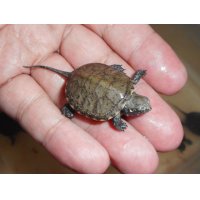 ヨーロッパヌマガメ（C.B.）