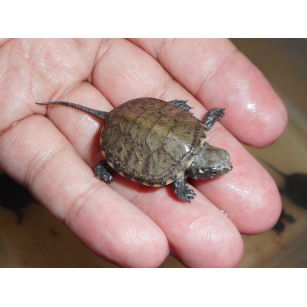 画像1: ヨーロッパヌマガメ（C.B.）