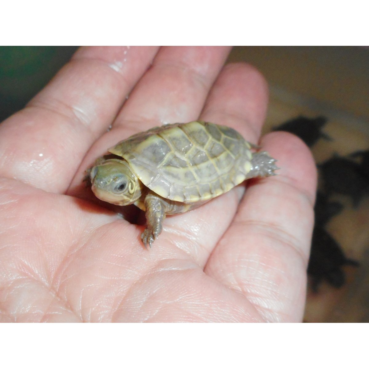 画像1: クサガメ（ハイポ）