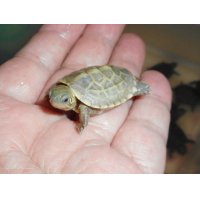 クサガメ（ハイポ）