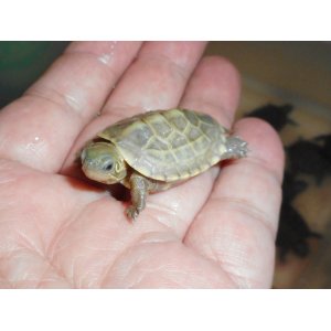 クサガメ（ハイポ）