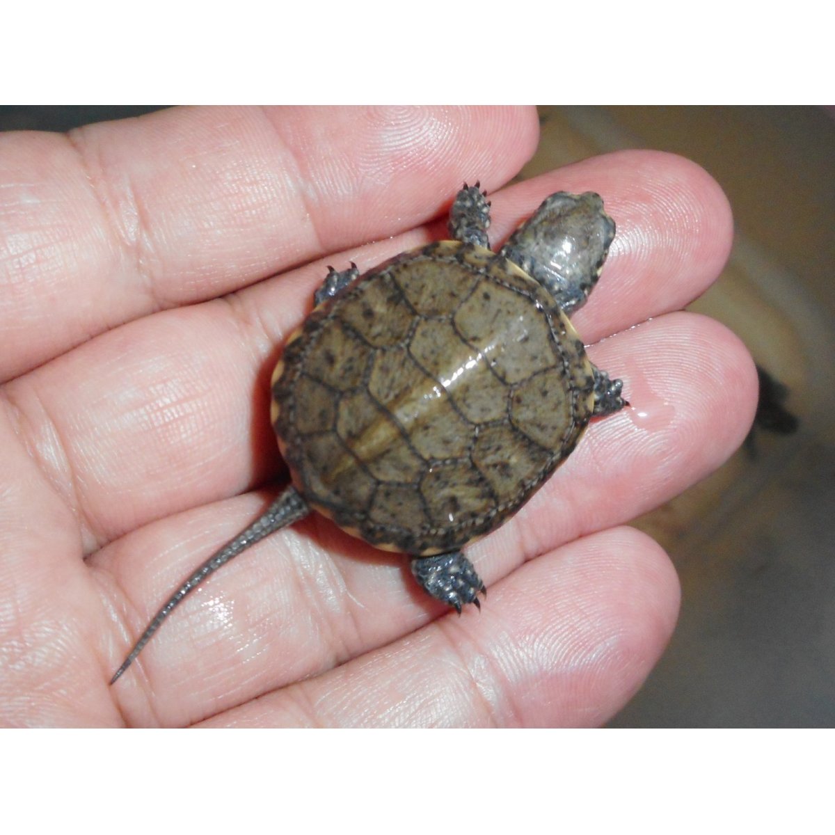 画像2: ヨーロッパヌマガメ（C.B.）