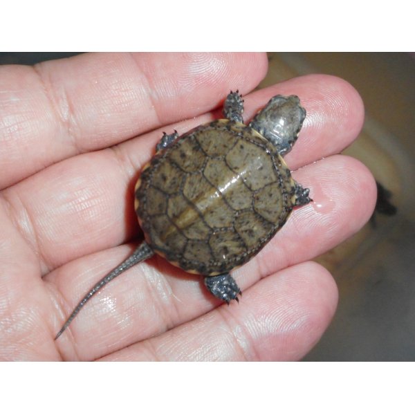 画像2: ヨーロッパヌマガメ（C.B.）