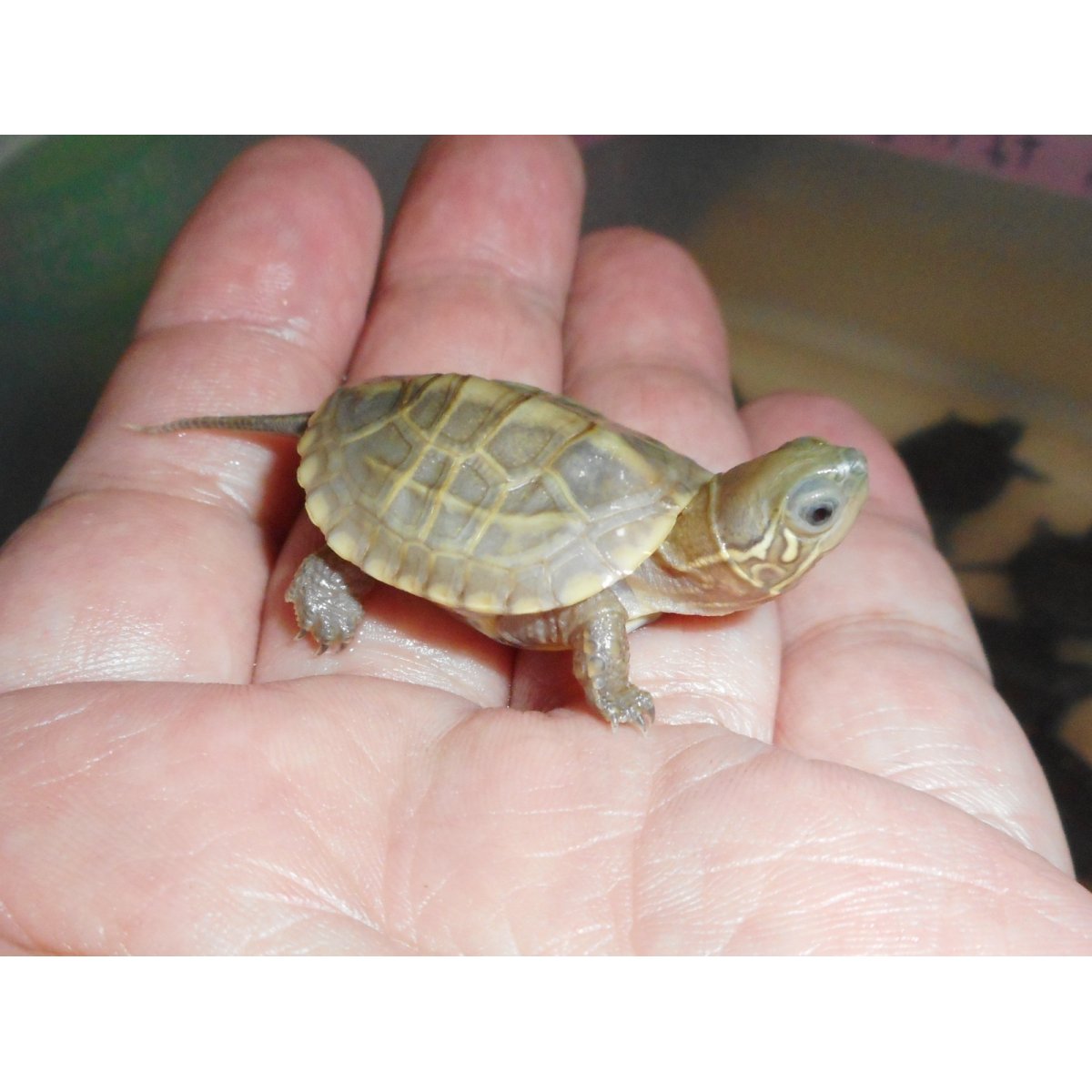 画像2: クサガメ（ハイポ）