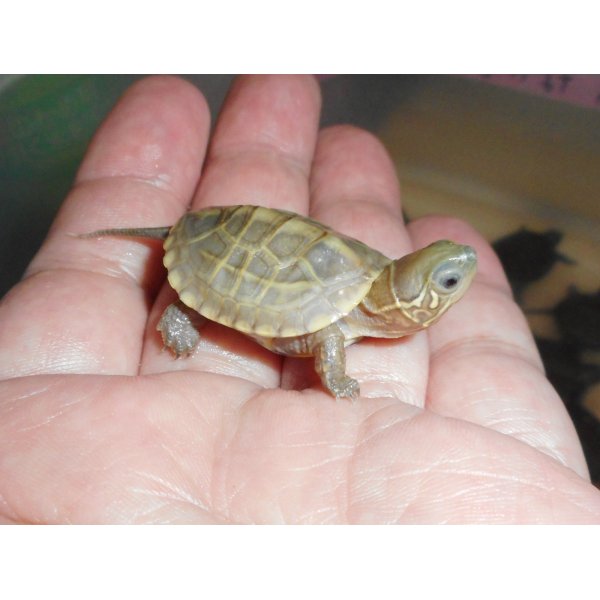 画像2: クサガメ（ハイポ）