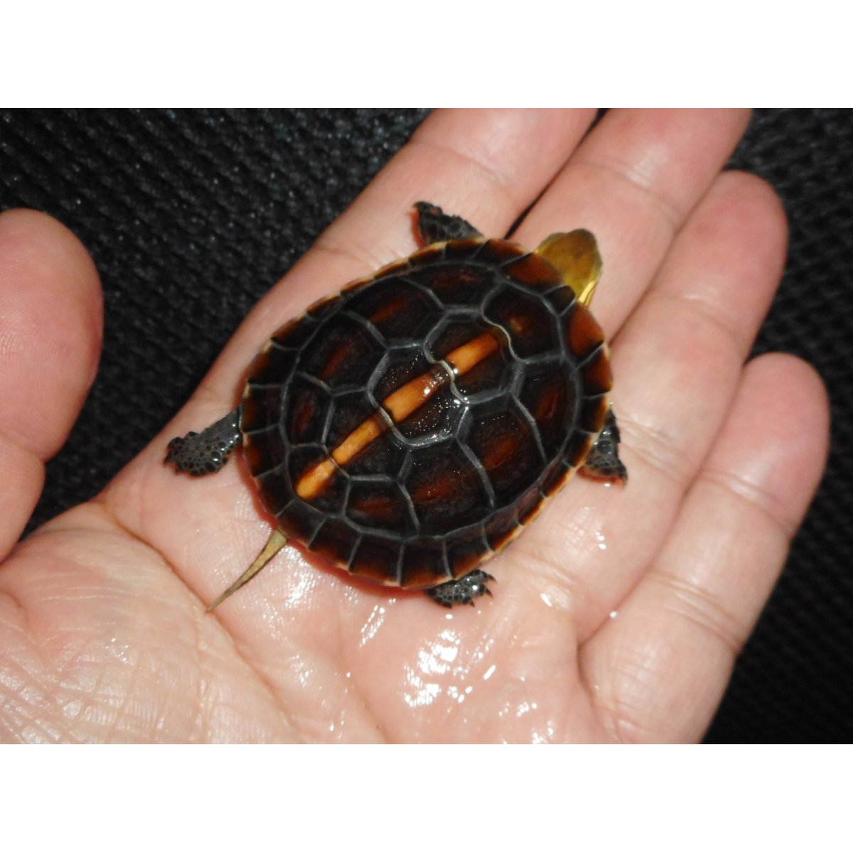 画像1: チュウゴクセマルハコガメ（C.B.）