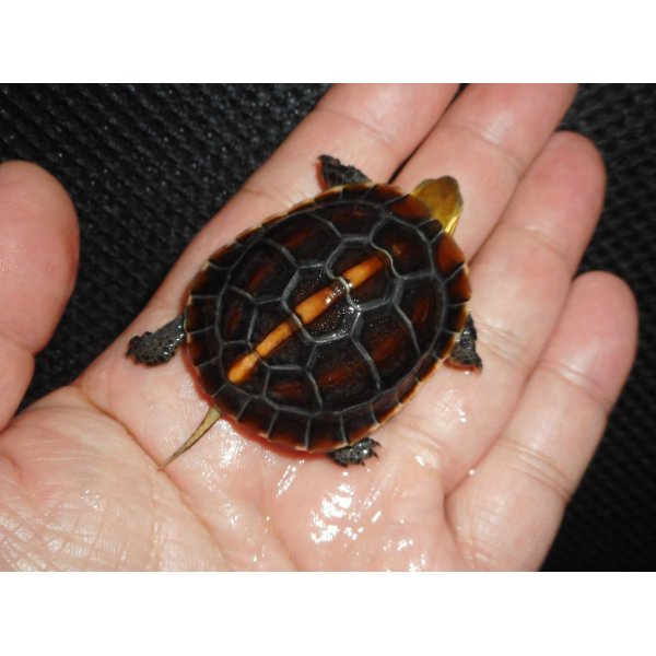 画像1: チュウゴクセマルハコガメ（C.B.）