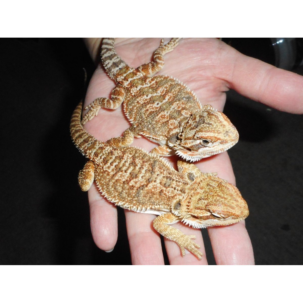 画像1: フトアゴヒゲトカゲ（MS）