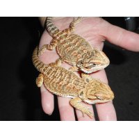 フトアゴヒゲトカゲ（MS）