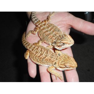 フトアゴヒゲトカゲ（MS）