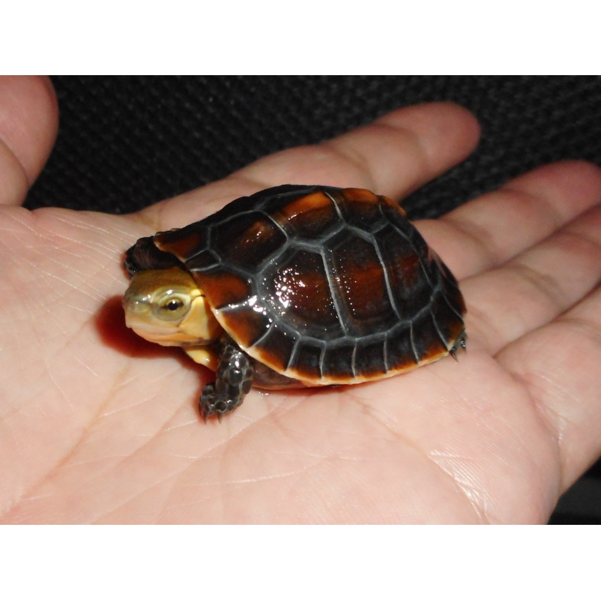 画像2: チュウゴクセマルハコガメ（C.B.）