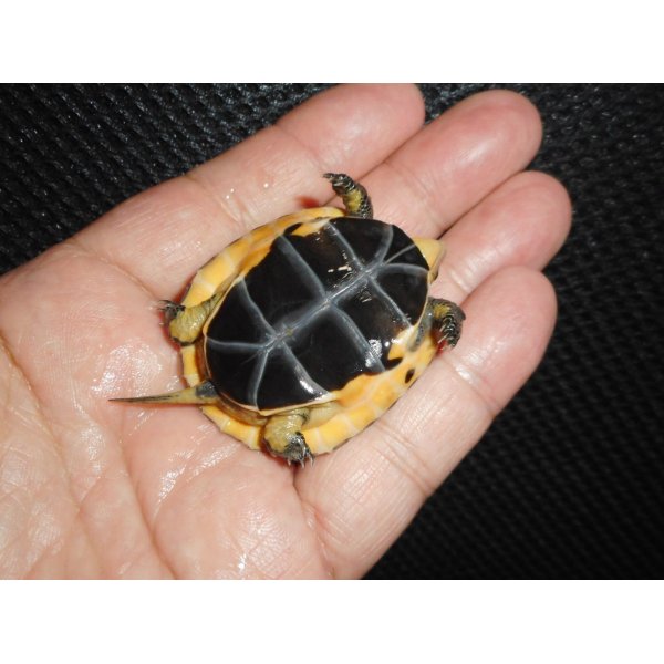 画像4: チュウゴクセマルハコガメ（C.B.）