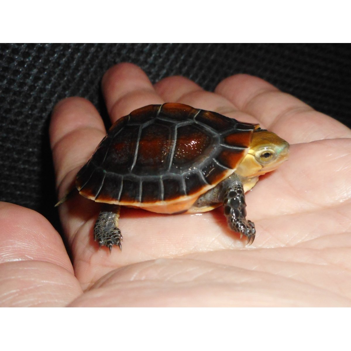 画像3: チュウゴクセマルハコガメ（C.B.）