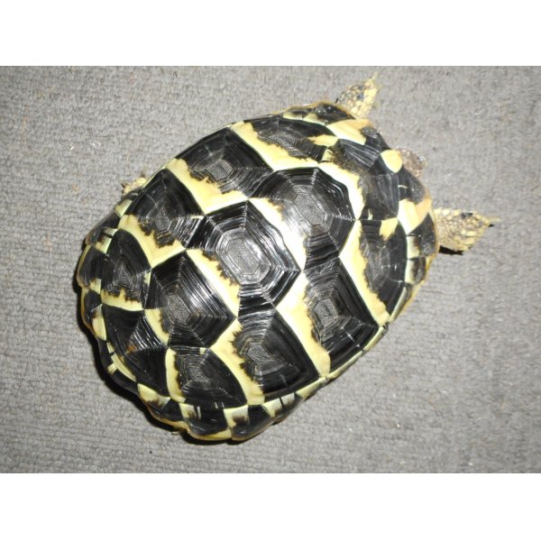 画像2: ニシヘルマンリクガメ（C.B.）メス