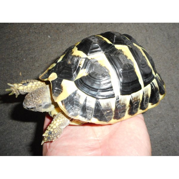 画像3: ニシヘルマンリクガメ（C.B.）メス