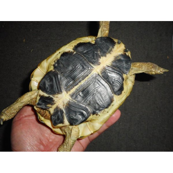 画像4: ニシヘルマンリクガメ（C.B.）メス