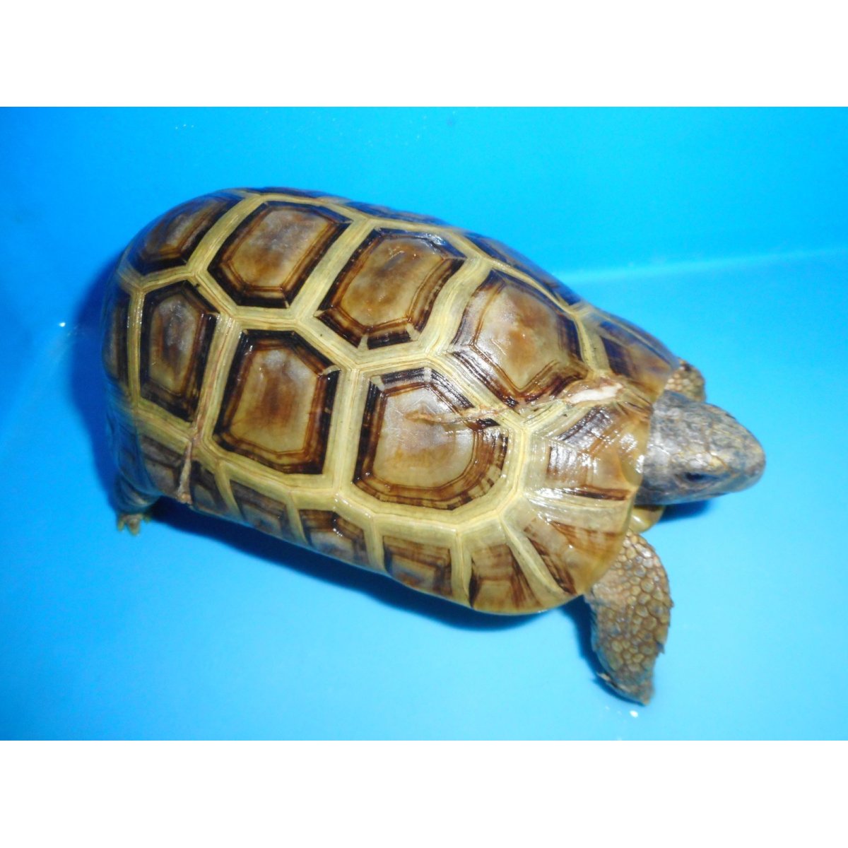 画像2: ニシベルセオレガメ