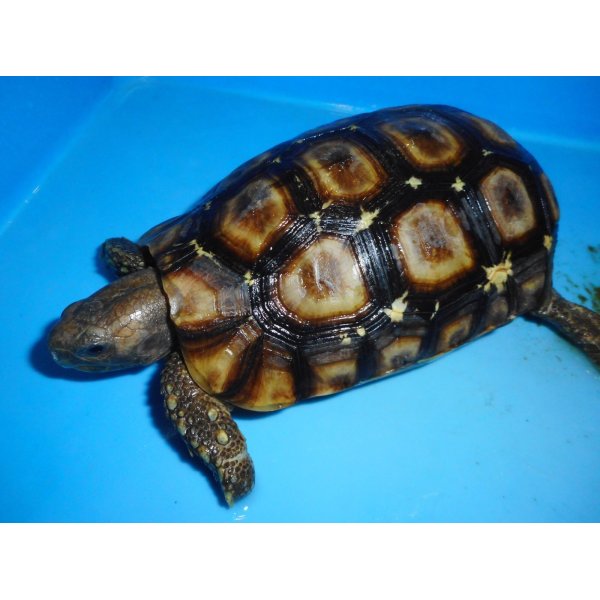 画像3: ニシベルセオレガメ