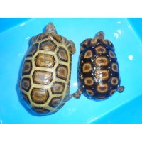 ニシベルセオレガメ