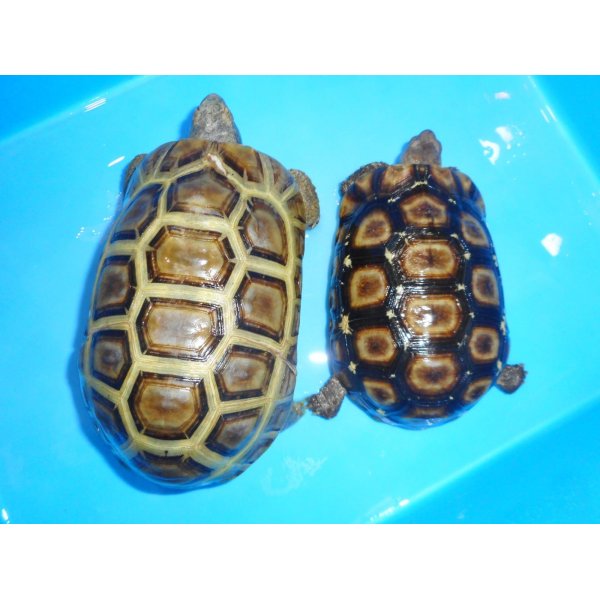 画像1: ニシベルセオレガメ