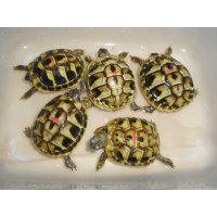 ヒガシヘルマンリクガメ（S）