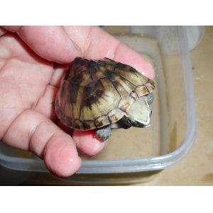 ミシシッピニオイガメ（オス）