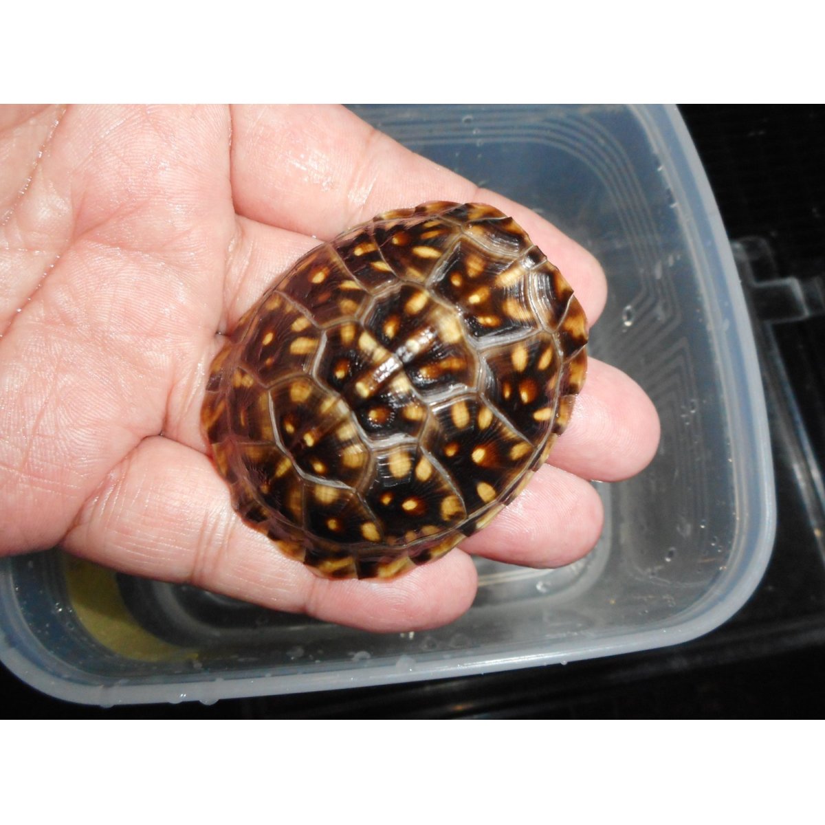 画像2: ミツユビハコガメ（SＭ）