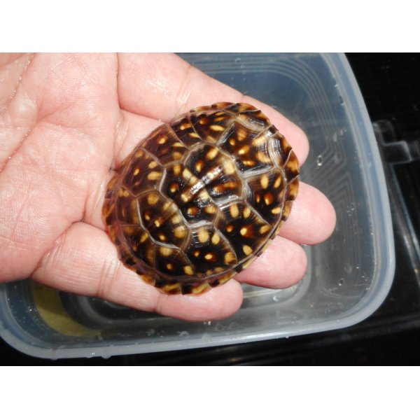 画像2: ミツユビハコガメ（SＭ）